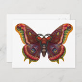Butterfly Wings Insect Vintage Postcard Postkarte (Vorne/Hinten)