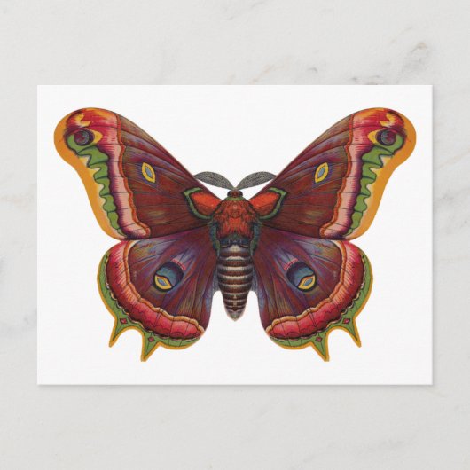 Butterfly Wings Insect Vintage Postcard Postkarte (Vorderseite)