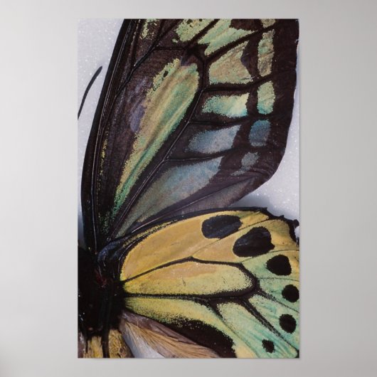 Butterfly Wings Poster (Vorne)
