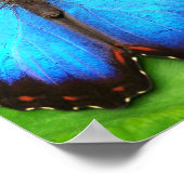 BUTTERFLY WINGS POSTER (Ecke)