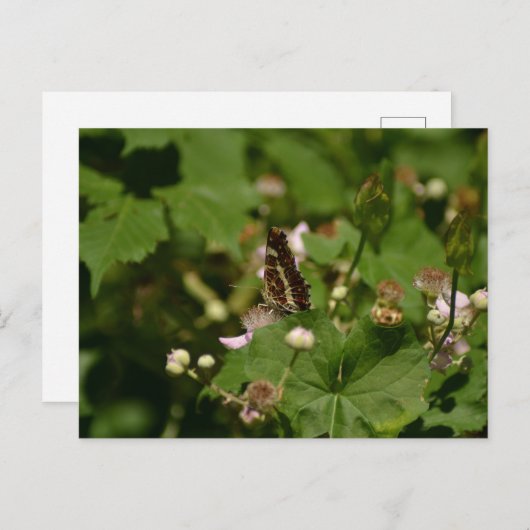 Butterfly with closed wings on a flower postkarte (Vorne/Hinten)