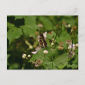 Butterfly with closed wings on a flower postkarte (Vorderseite)