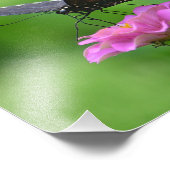 Butterfly Zinnia Foto Print (Ecke)