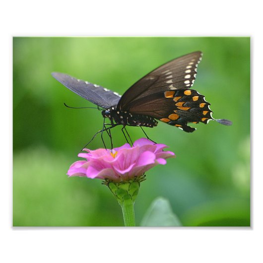 Butterfly Zinnia Foto Print (Vorne)