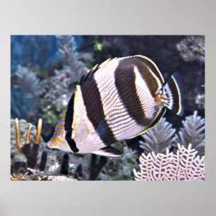 Butterflyfish Poster