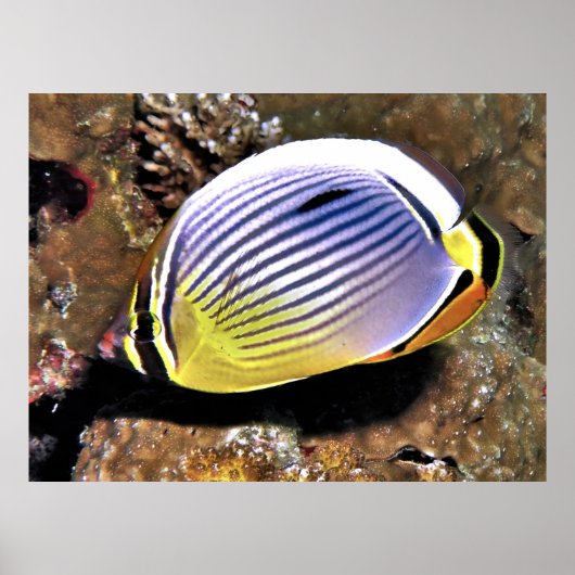 Butterflyfish Poster (Vorne)