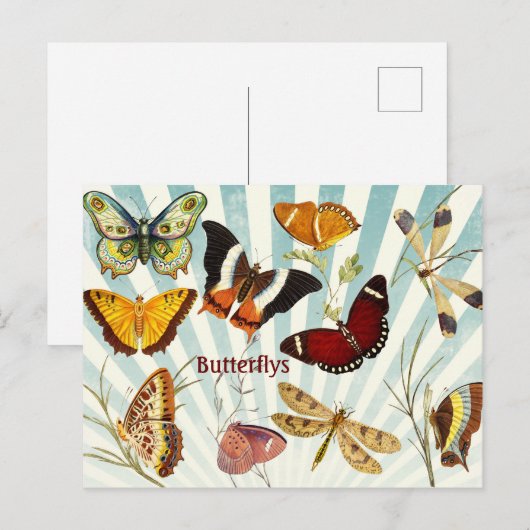Butterflys Postkarte (Vorne/Hinten)