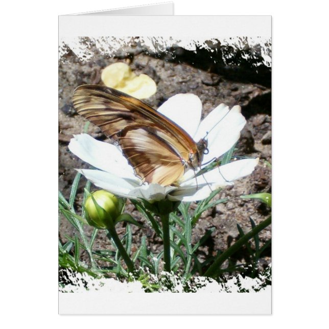 Butterly auf Blume (Vorne)