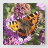 Butterly Red Admiral