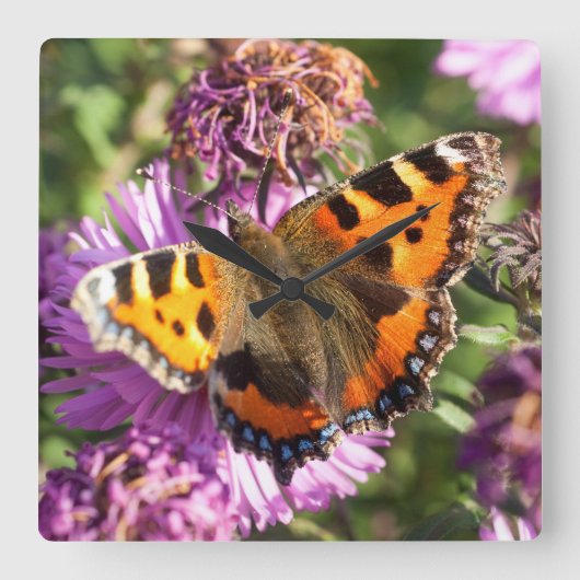 Butterly Red Admiral Quadratische Wanduhr (Vorderseite)