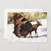 Buttermoose Postkarte (Vorne/Hinten)