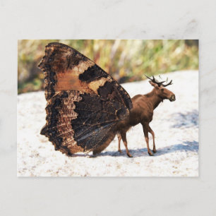 Buttermoose Postkarte