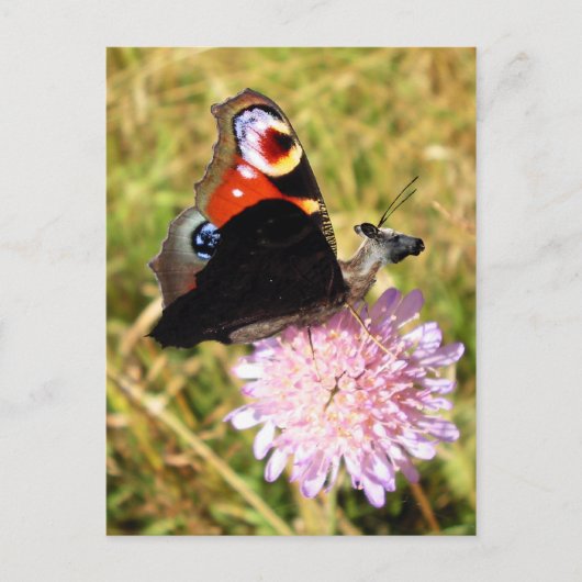 Buttermoose Postkarte (Vorderseite)