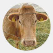 Butterscotch-Kuh-Aufkleber Runder Aufkleber (Vorderseite)