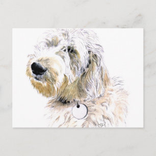 Buttert die Labradoodle-Postkarte Postkarte