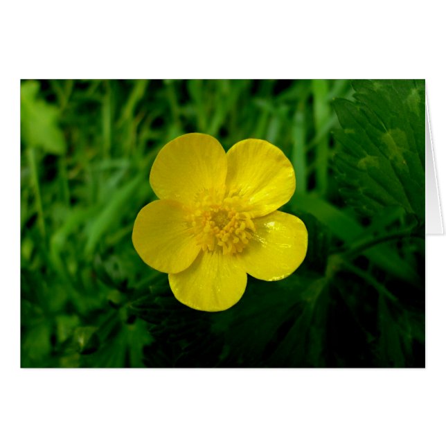 Buttertasse (Vorderseite (Horizontal))