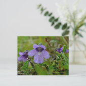 Butterwort oder Bog Violet, Insel Unalaska Postkarte (Stehend Vorderseite)