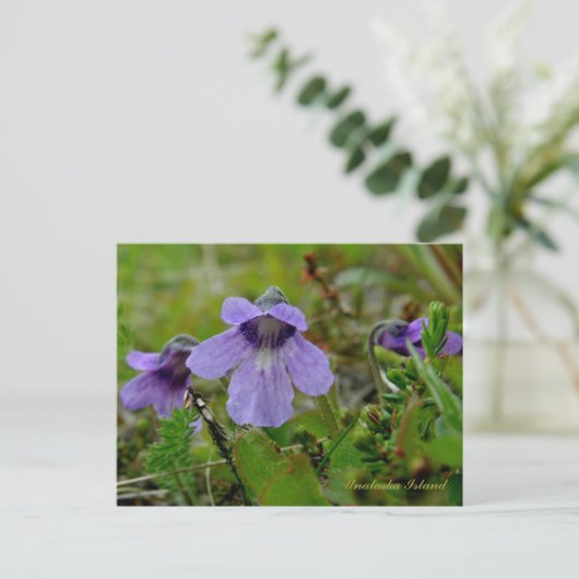 Butterwort oder Bog Violet, Insel Unalaska Postkarte (Stehend Vorderseite)