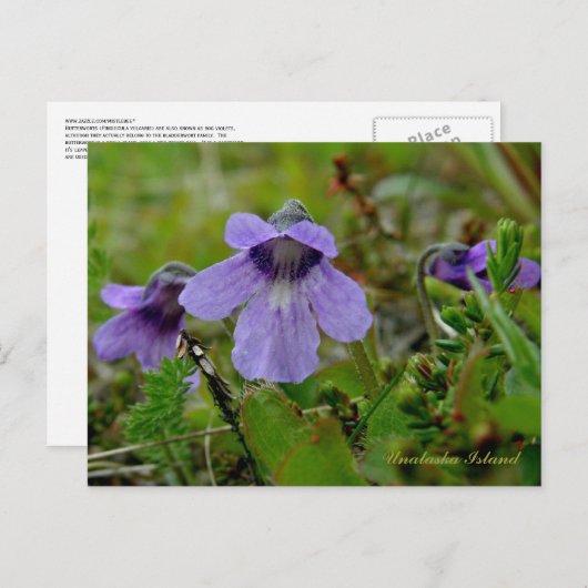 Butterwort oder Bog Violet, Insel Unalaska Postkarte (Vorne/Hinten)