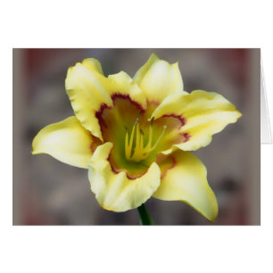 Buttery Yellow on Gray - Taglilie