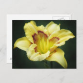 Buttery Yellow - Taglilie Postkarte (Vorne/Hinten)