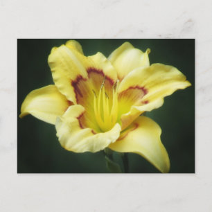 Buttery Yellow - Taglilie Postkarte