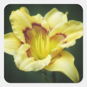 Buttery Yellow - Taglilie Quadratischer Aufkleber