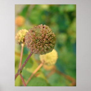 Button Bush #2 Poster