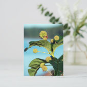 Button Bush auf dem Mississippi River Postkarte (Stehend Vorderseite)