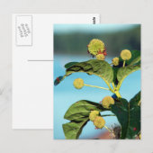 Button Bush auf dem Mississippi River Postkarte (Vorne/Hinten)