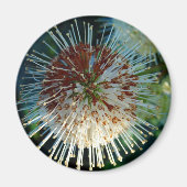 Button Bush Magnet (Vorne)