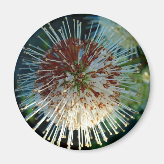 Button Bush Magnet (Vorne)