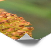 Button Bush Poster (Ecke)