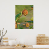 Button Bush Poster (Küche)