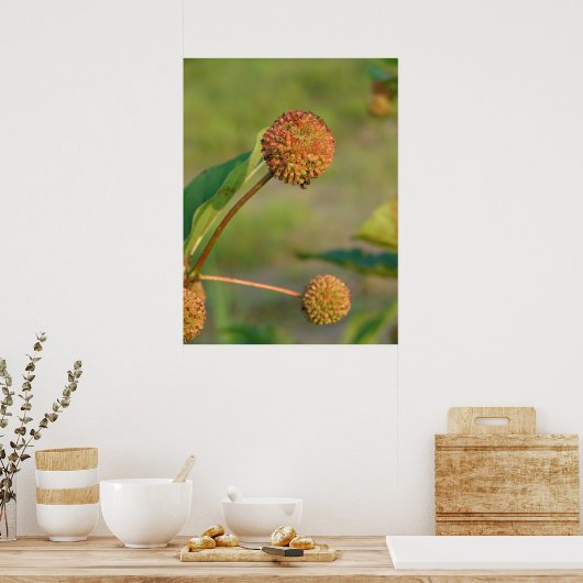 Button Bush Poster (Küche)