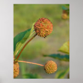 Button Bush Poster (Vorne)