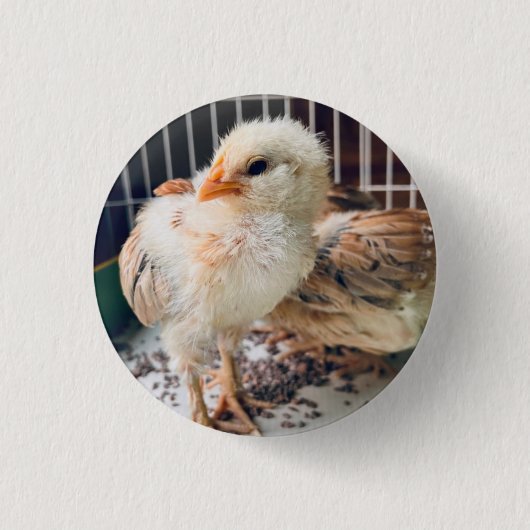 Button Cute Baby Chick (Vorderseite)
