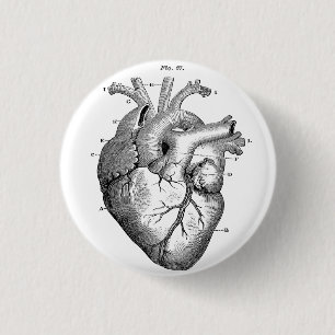 Button des anatomischen menschlichen Herzdiagramms