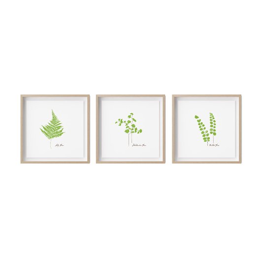 Button Fern Illustration | Fern-Serie Poster