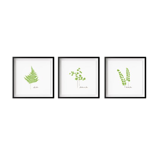 Button Fern Illustration | Fern-Serie Poster