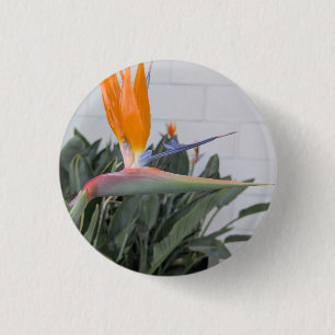 Button--Floral Serie Vogel des Paradies Button