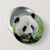 Button Foto Riesenpanda , Tiere 0026. (Vorne & Hinten)