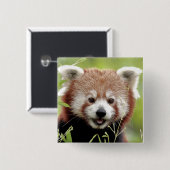 Button Foto Rote Panda , Tiere 0045. (Vorne & Hinten)