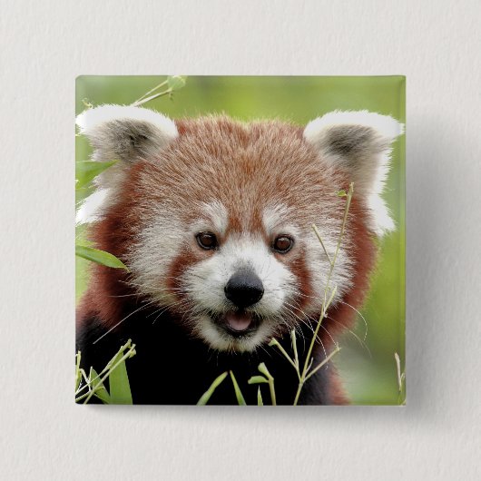 Button Foto Rote Panda , Tiere 0045. (Vorderseite)