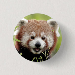 Button Foto Rote Panda , Tiere 0049.