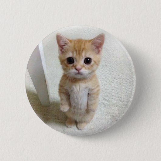 Button für El Gato Cat Meme (Vorderseite)