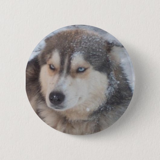 Button Husky Blue Eyes (Vorderseite)