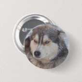 Button Husky Blue Eyes (Vorne & Hinten)
