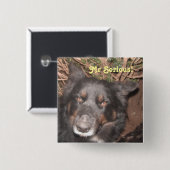 Button Husky Collie Cross (Vorne & Hinten)