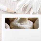 Button Mushrooms (Insitu)